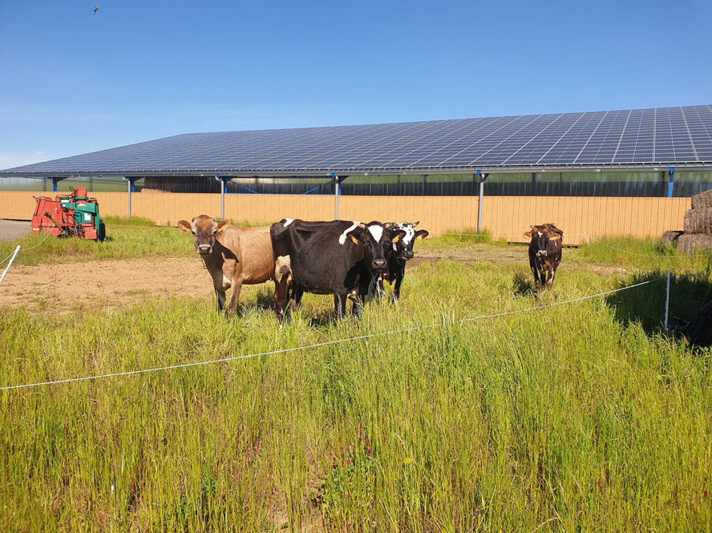 4 vaches dnas un champ. En arrière plan, un hangar surmonté de panneuax solaires